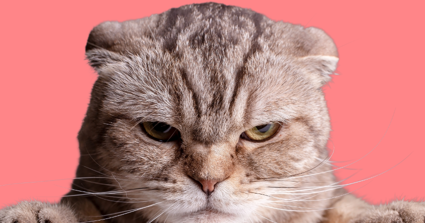 10 Best Vibrators on the Market For Restless Kitties